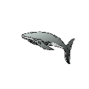 Une baleine